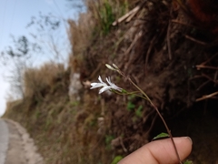 Lobelia sartorii