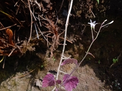 Lobelia sartorii