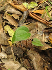 Smilax tomentosa