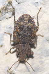 Syrphetodes marginatus