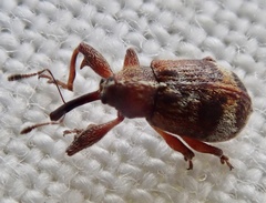 Anthonomus bituberculatus