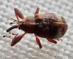 Anthonomus bituberculatus