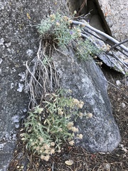 Monardella eremicola