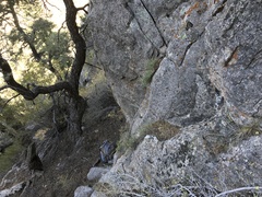 Monardella eremicola