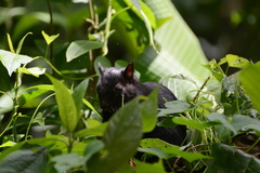 Sciurus variegatoides