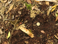 Nasua olivacea