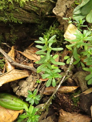 Peperomia microphylla