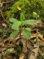 Peperomia tequendamana