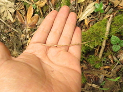 Carex hamata