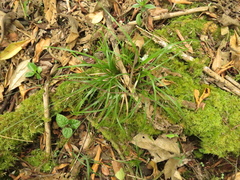 Carex hamata