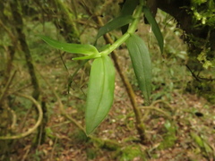 Epidendrum megalospathum