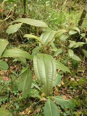 Miconia cataractae