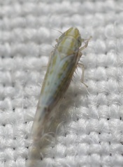 Typhlocybella minima