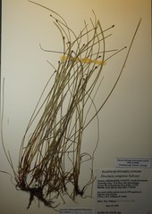 Eleocharis compressa