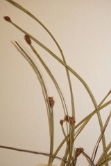 Eleocharis compressa