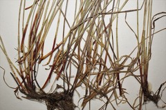 Eleocharis compressa