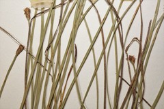 Eleocharis compressa