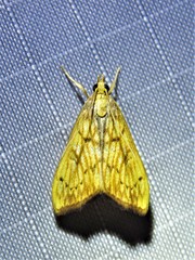 Chilochromopsis sceletogramma