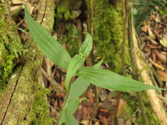 Alloispermum