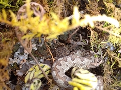 Ophryacus smaragdinus