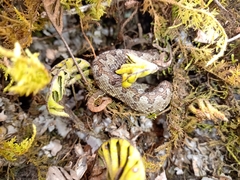 Ophryacus smaragdinus