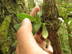 Telipogon latifolius