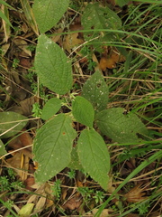 Piper artanthe