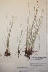 Eleocharis elliptica