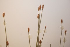 Eleocharis elliptica