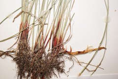 Eleocharis elliptica