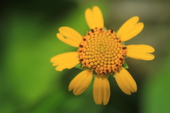 Acmella oppositifolia