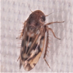 Xestocephalus fulvocapitatus