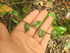 Baccharis bogotensis