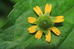 Acmella oppositifolia