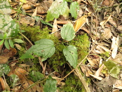 Clematis haenkeana