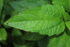 Acmella oppositifolia