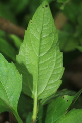 Acmella oppositifolia