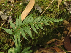 Asplenium auritum
