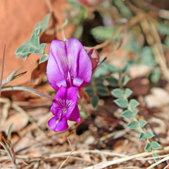 Astragalus zionis
