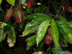 Columnea sanguinolenta