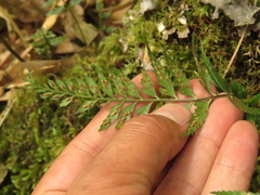 Asplenium auritum