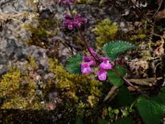 Stachys boraginoides