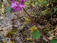 Stachys boraginoides