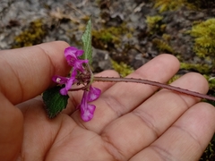 Stachys boraginoides