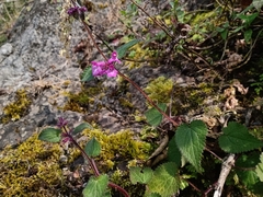 Stachys boraginoides