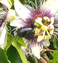 Xylocopa