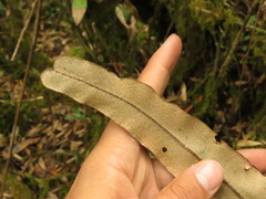 Elaphoglossum cuspidatum