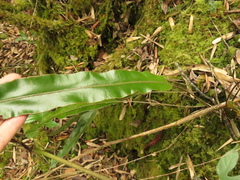 Elaphoglossum cuspidatum