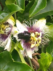 Xylocopa