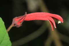 Siphocampylus lasiandrus